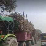 राज्य में हुई 351 क्विंटल हुई गन्ना की खरीद, 85 फीसदी से अधिक हुआ गन्ना किसानों के राशि का भुगतान