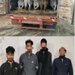 किशनगंज के चरघरिया चेक पोस्ट पर पंजाब नंबर के कन्टेनर में लोड 30 गौवंशीय पशु जप्त, 4 तस्कर गिरफ्तार