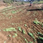 तीन थाना क्षेत्र में लगे 64 एकड़ अफीम की खेती को चतरा पुलिस किया नष्ट