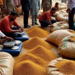 केंद्र की मंजूरी के बाद अब राज्य में पहली बार होगी मसूर, चना और सरसो की एमएसपी पर खरीदारी, किसानों को होगा सीधा लाभ