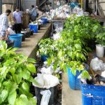 कटिहार में लोहिया स्वच्छ बिहार अभियान से साफ हुई तरक्की की राह, प्लास्टिक अपशिष्ट प्रबंधन इकाई बना पर्यावरण मित्र, रोजगार का अवसर