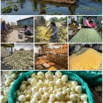 मखाना उत्पादन से लेकर मार्केटिंग पर सरकार दे रही मदद, 10 लाख से 3.5 करोड़ तक अनुदान