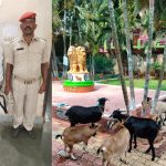 ब्रेड खिलाकर बकरी चुराने वाला गैंग बेनकाब: स्विफ्ट कार से करते थे शिकार, ड्राइवर अरेस्ट