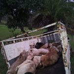 गौतस्करी पर वार: गुप्त सूचना पर सिमडेगा पुलिस का छापा, हत्या कर मांस बनाने के लिए ले जा रहे थे 12 पशु